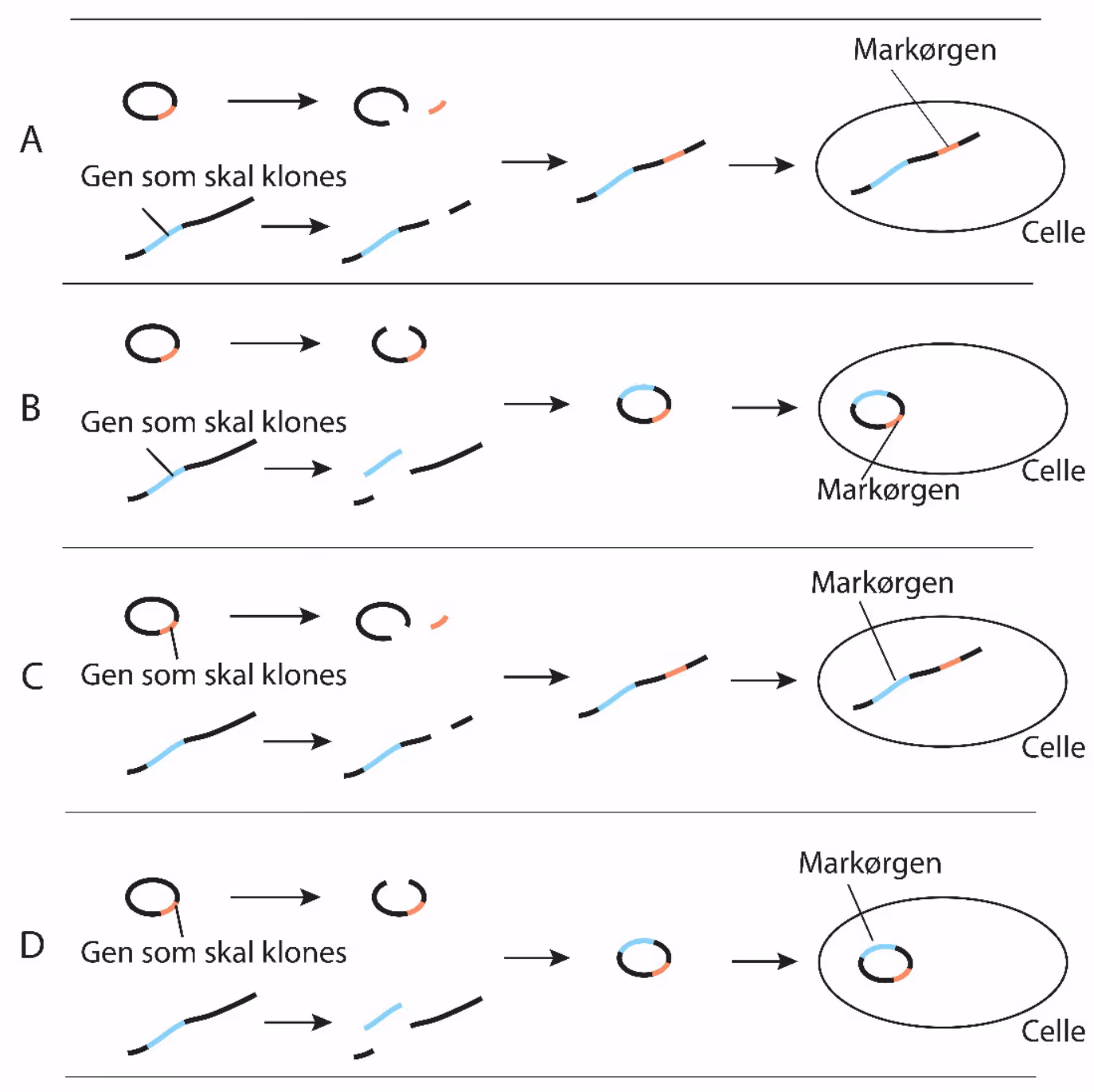Fire alternative framgangsmåter (A–D) med plasmid, gen som skal klones, markørgen og celle