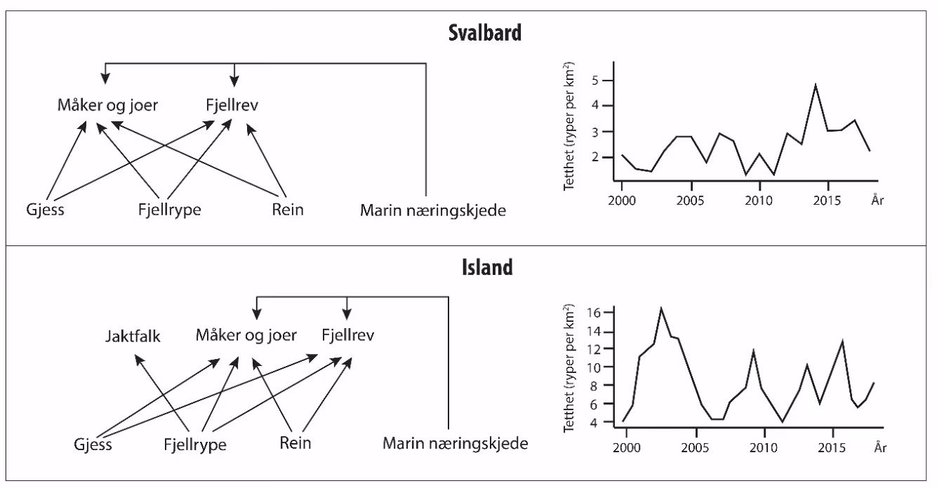 Næringsnett og tettheten av fjellryper på Svalbard (øverst) og Island (nederst). Merk at områdene har ulik akseinndeling for rypetetthet (ryper per km²)
