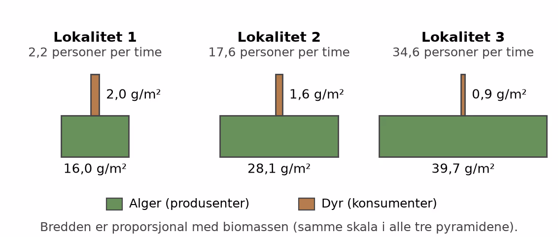 Biomassepyramider for de tre lokalitetene. Bredden er proporsjonal med biomassen.