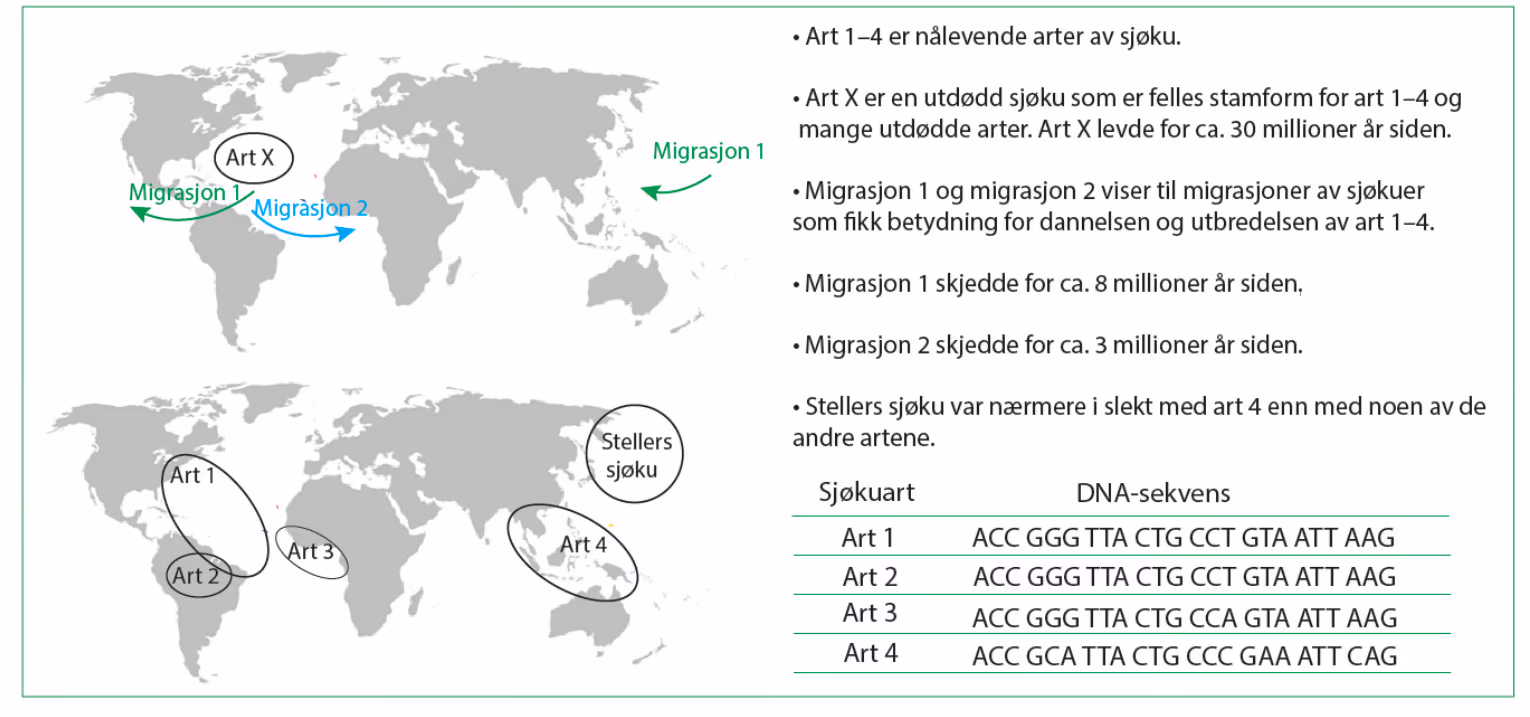 Informasjon om utbredelsen av sjøkuer, baserekkefølgen i deler av DNA-et deres og noen viktige hendelser i evolusjonen av sjøkuer