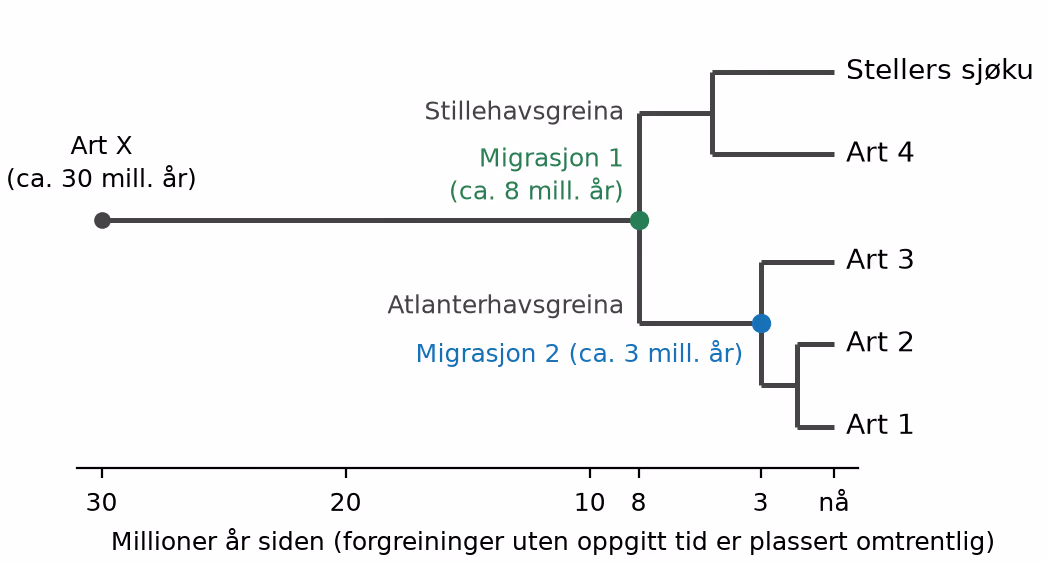 Slektstre for sjøkuene