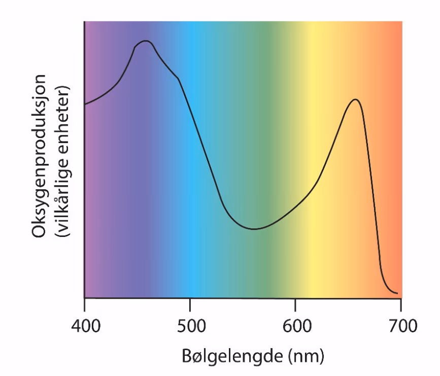 Oksygenproduksjon (vilkårlige enheter) som funksjon av bølgelengde fra 400 til 700 nm