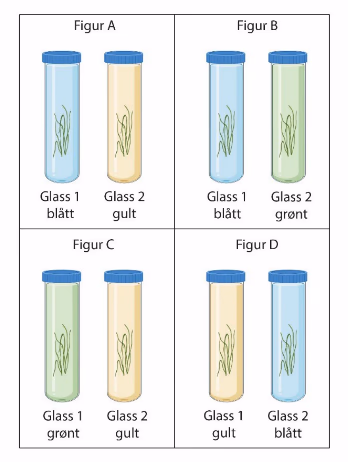 Figur A: glass 1 blått, glass 2 gult. Figur B: glass 1 blått, glass 2 grønt. Figur C: glass 1 grønt, glass 2 gult. Figur D: glass 1 gult, glass 2 blått.