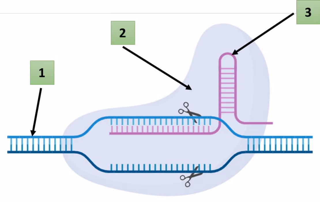 Deler av CRISPR-metoden med pilene 1–3