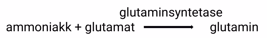Ammoniakk + glutamat gir glutamin, katalysert av glutaminsyntetase