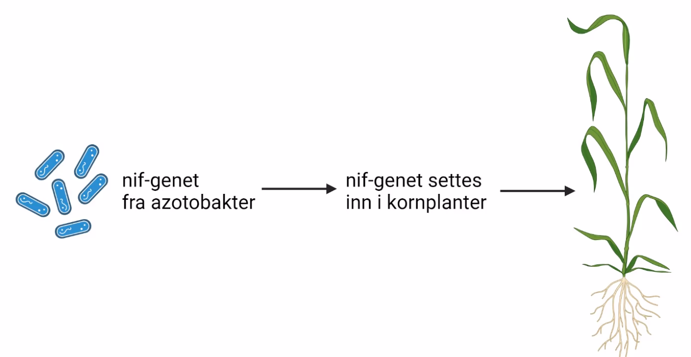 Overføring av nif-genet til en plante