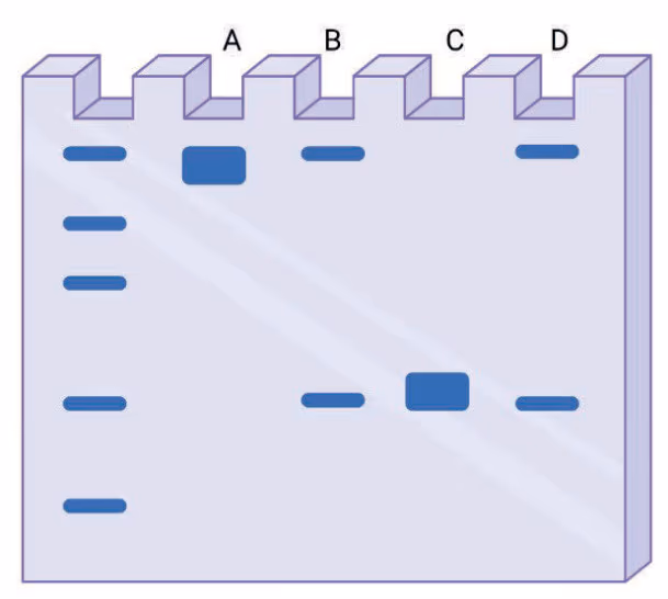 Gelelektroforese med markør og bånd for personene A, B, C og D
