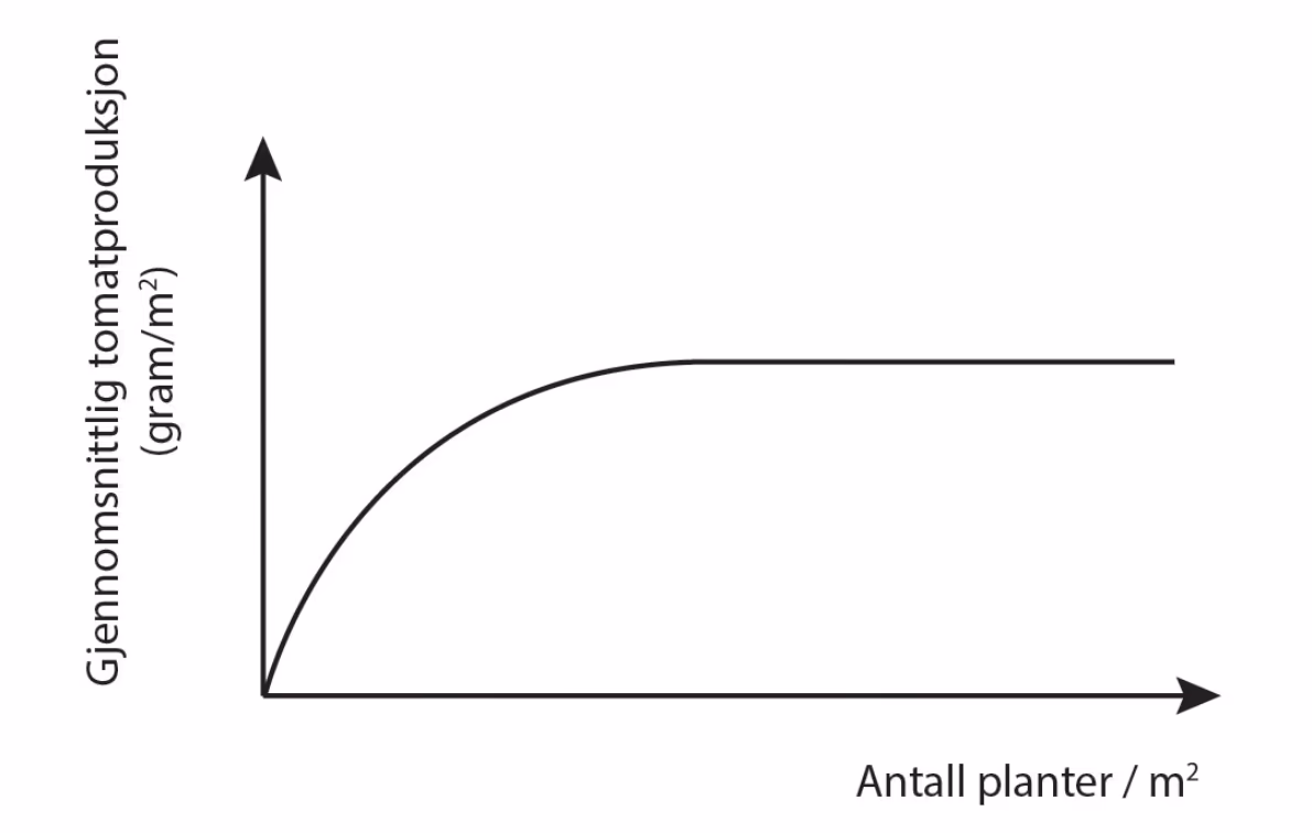 Gjennomsnittlig tomatproduksjon (gram/m²) som funksjon av antall planter per m²