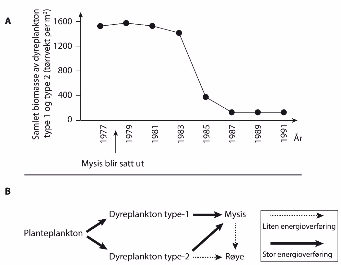 A: Biomassen av dyreplankton type-1 og type-2 etter utsetting av mysis. B: Næringsnett etter utsetting av mysis.