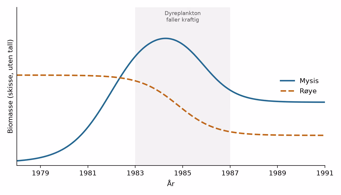 Skisse av vekstkurvene for mysis og røye 1978–1991