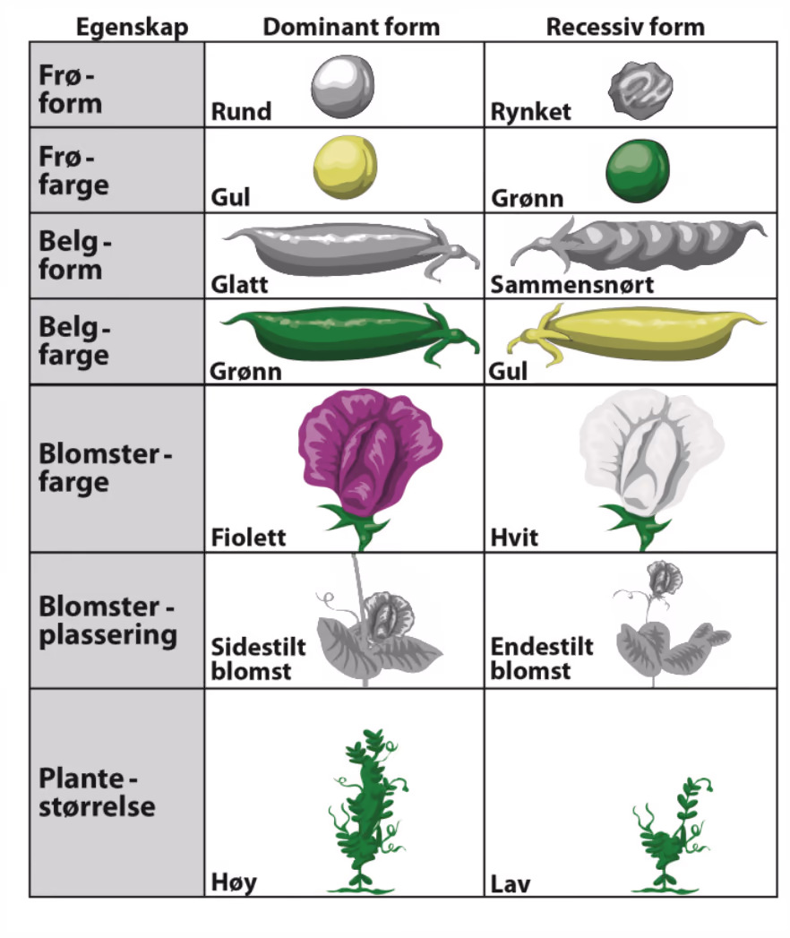 Skjema over egenskaper hos erteplanter med dominant og recessiv form. Frøform: rund / rynket. Frøfarge: gul / grønn. Belgform: glatt / sammensnørt. Belgfarge: grønn / gul. Blomsterfarge: fiolett / hvit. Blomsterplassering: sidestilt blomst / endestilt blomst. Plantestørrelse: høy / lav.