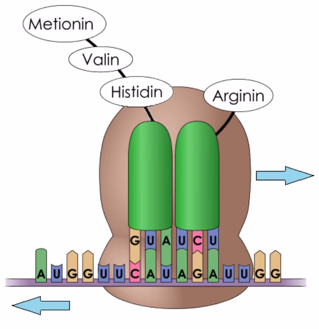 Ribosom på et mRNA med basesekvensen AUGGUUCAUAGAUUGG. To tRNA med antikodonene GUA og UCU sitter på ribosomet. Peptidkjeden metionin–valin–histidin henger på det venstre tRNA-et, og arginin på det høyre. Piler viser bevegelsesretninger.