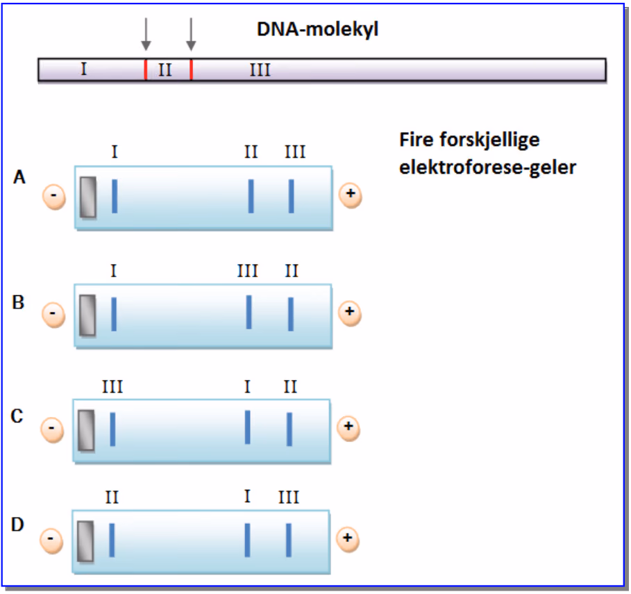 Et DNA-molekyl delt i fragmentene I (langt), II (kort) og III (lengst). Fire elektroforesegeler med minuspol til venstre og plusspol til høyre. Gel A: I, II, III. Gel B: I, III, II. Gel C: III, I, II. Gel D: II, I, III, regnet fra minuspolen.