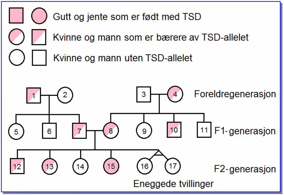 Stamtre over tre generasjoner. Foreldregenerasjonen: mann 1 (bærer) og kvinne 2, mann 3 og kvinne 4 (bærer). F1-generasjonen: 5, 6, 7 (bærer), 8 (bærer), 9, 10 (bærer) og 11. Person 7 og 8 får barna 12 (bærer), 13 (bærer), 14, 15 (født med TSD) og de eneggede tvillingene 16 og 17.