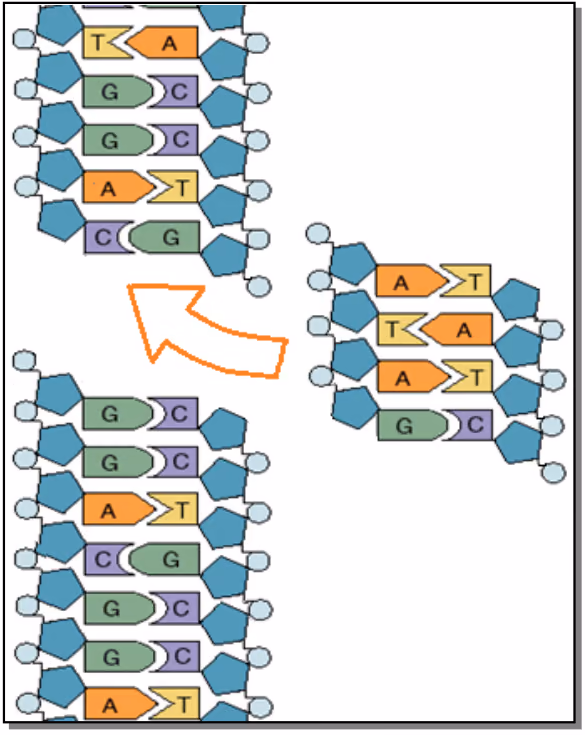 Et DNA-utsnitt med fire basepar (AT, TA, AT, GC) som settes inn i et annet DNA-molekyl