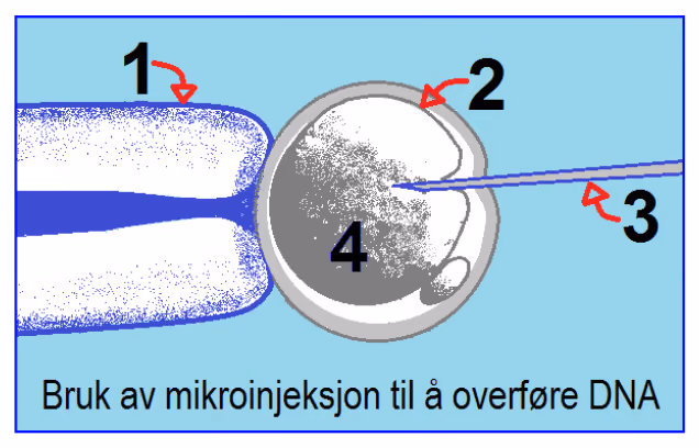Figur med tittelen «Bruk av mikroinjeksjon til å overføre DNA», der delene er merket 1, 2, 3 og 4