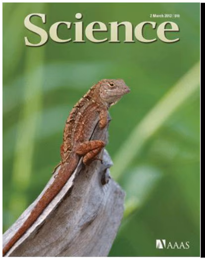 Forsiden av Science 2. mars 2012 med en brun anoleøgle
