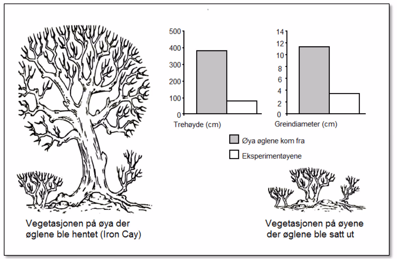 Gjennomsnittsforskjeller i trehøyde og greindiameter mellom den øya øgleparene ble hentet fra, og de øyene de ble satt ut på. Endret etter Science, 02.03.2012.