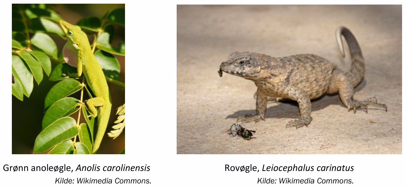 Grønn anoleøgle, Anolis carolinensis, og rovøgle, Leiocephalus carinatus.