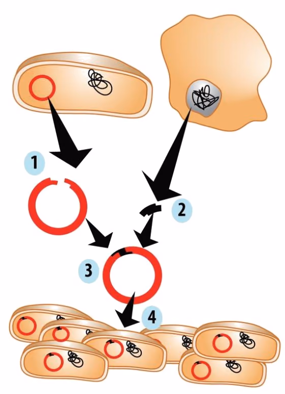 Genmodifisering i fire trinn: 1 et plasmid fra en bakterie åpnes, 2 et gen hentes fra cellekjernen i en menneskecelle, 3 genet settes inn i plasmidet, 4 plasmidet tas opp i bakterier som formerer seg.