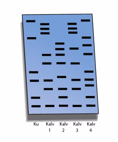 Gelelektroforese med fem kolonner: Ku, Kalv 1, Kalv 2, Kalv 3 og Kalv 4