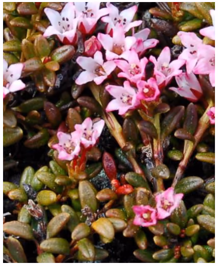 Fotografi av en lav, tett plante med små, tykke blader og mange små rosa blomster