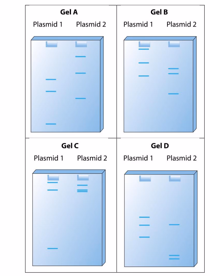 Fire geler, A–D, med bånd for plasmid 1 og plasmid 2