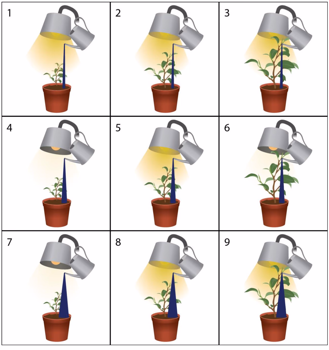 Ni forsøk nummerert 1–9 med planter av ulik størrelse under en lampe med ulik lysstyrke og en vannkanne som gir ulik mengde vann