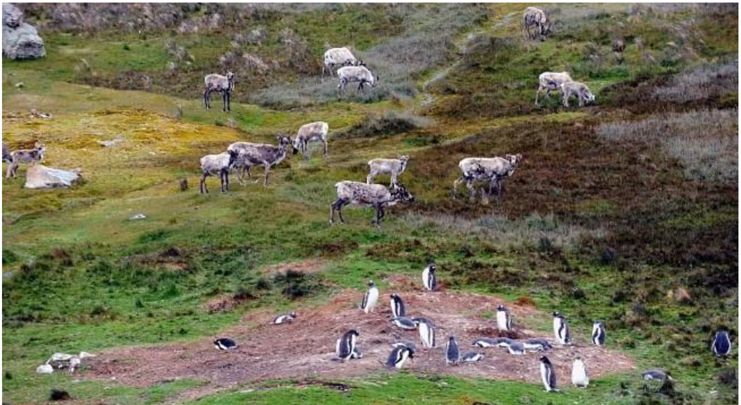 Rein og pingviner på Sør-Georgia.