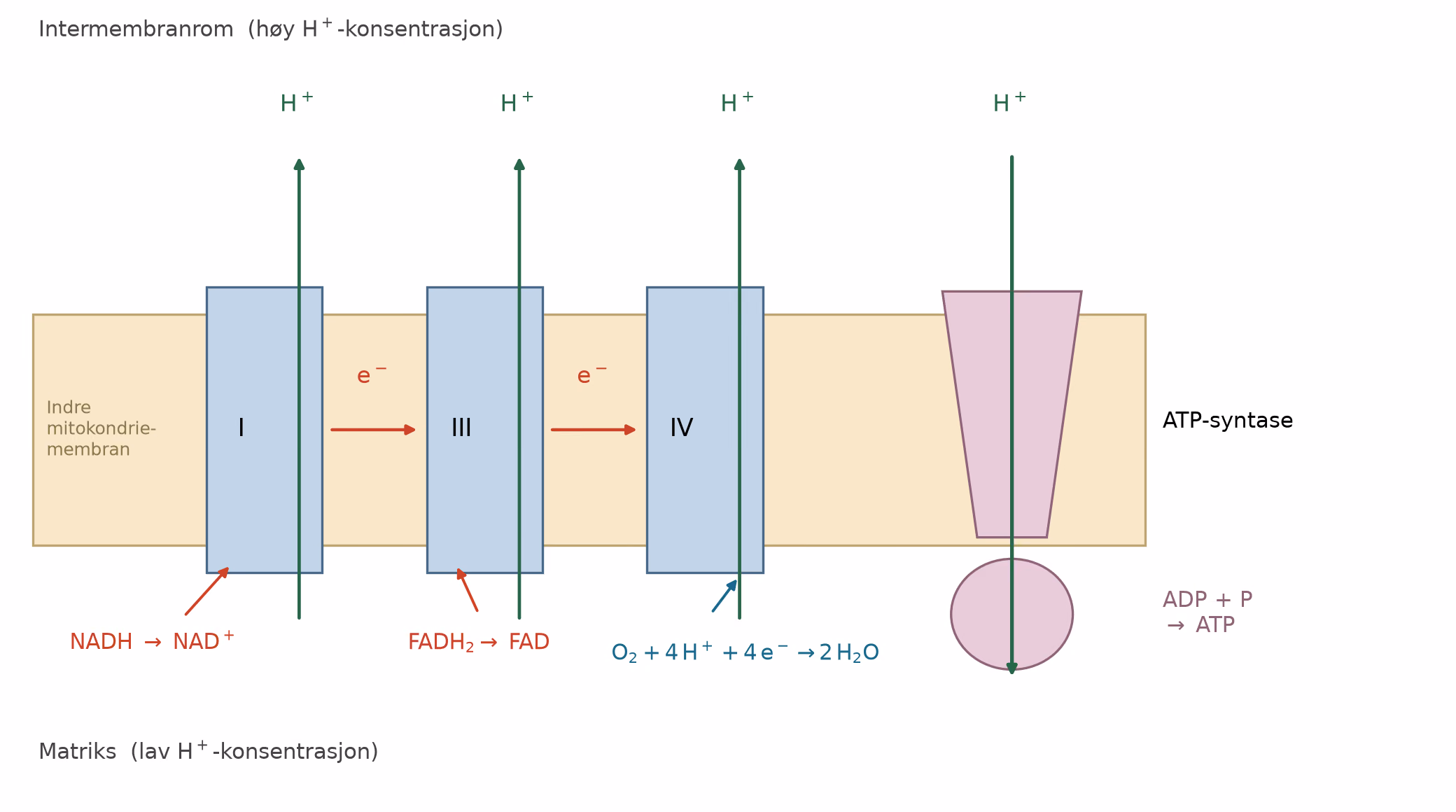 Elektrontransportkjeden og ATP-syntasen i den indre mitokondriemembranen.