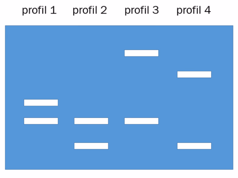 Fire DNA-profiler (profil 1–4) med bånd i en gel
