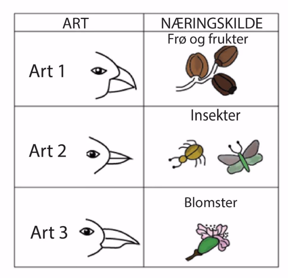 Nebbform og næringskilde hos tre finkearter: art 1 frø og frukter, art 2 insekter og art 3 blomster