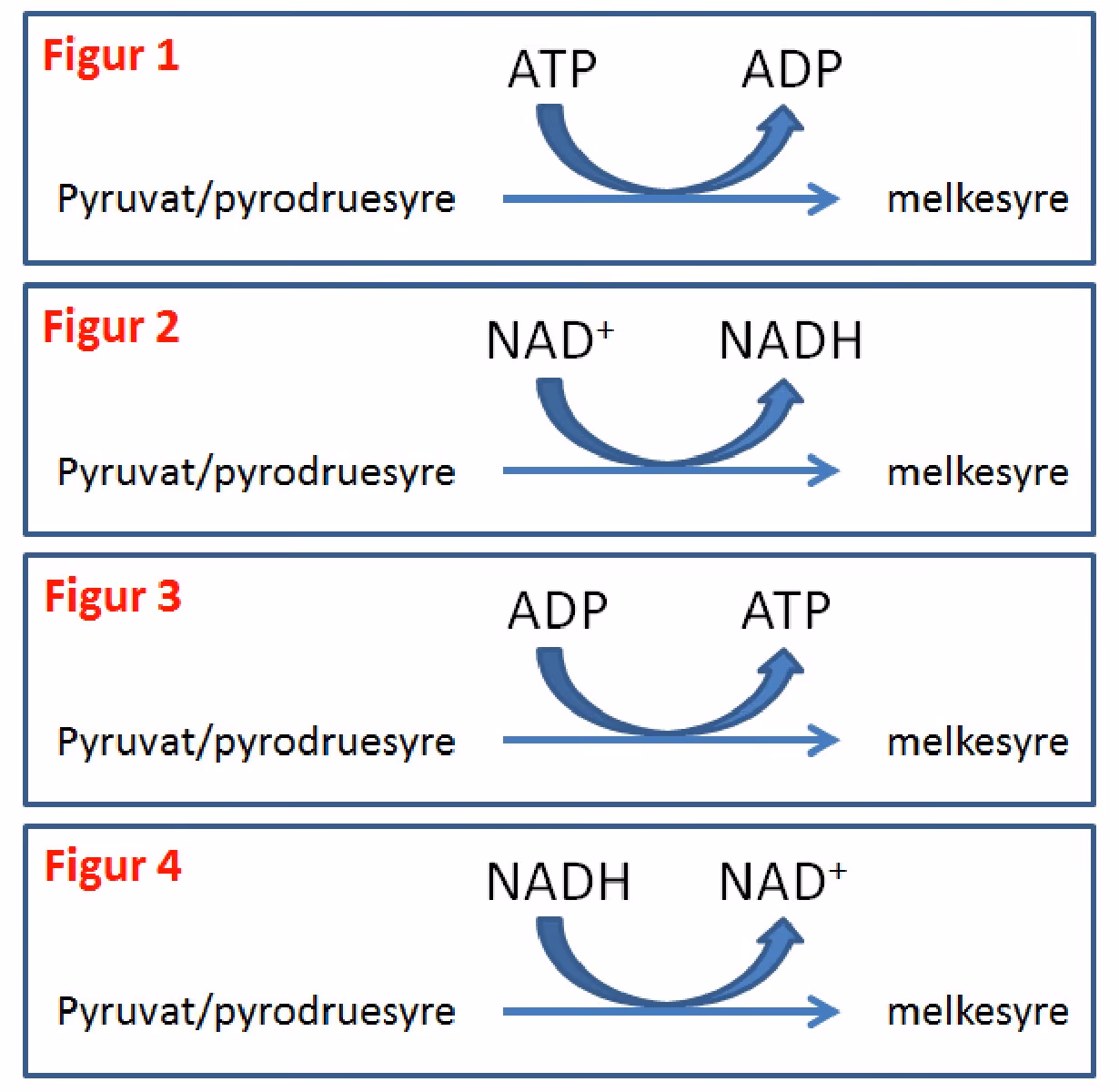 Fire figurer der pyruvat/pyrodruesyre omdannes til melkesyre, koblet til henholdsvis ATP → ADP, NAD⁺ → NADH, ADP → ATP og NADH → NAD⁺