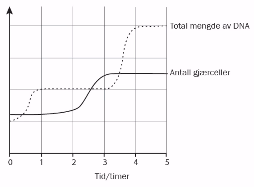 Total mengde DNA (stiplet) og antall gjærceller (heltrukket) som funksjon av tid/timer fra 0 til 5