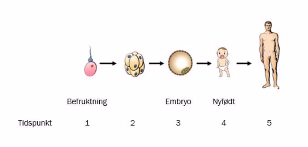 Tidspunkt 1: befruktning. Tidspunkt 2: tidlig celledeling. Tidspunkt 3: embryo. Tidspunkt 4: nyfødt. Tidspunkt 5: voksen.