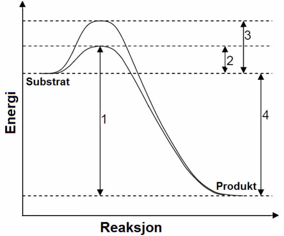 Energidiagram med to kurver fra substrat til produkt og pilene 1–4