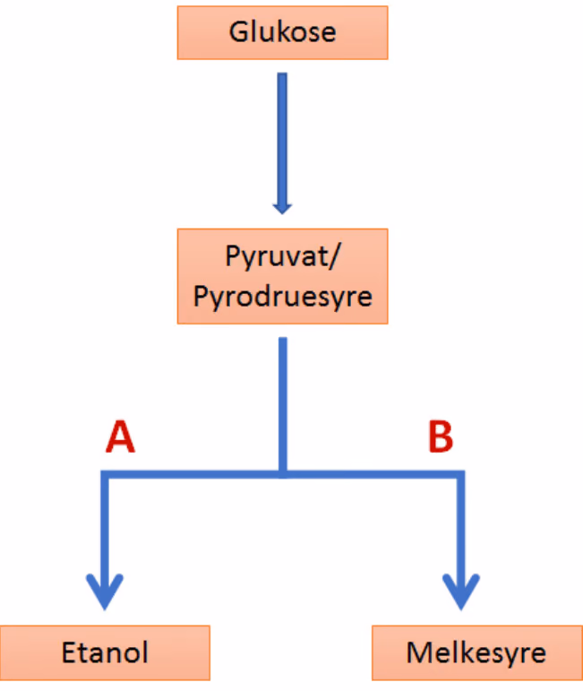 Glukose blir til pyruvat/pyrodruesyre, som i prosess A blir til etanol og i prosess B til melkesyre