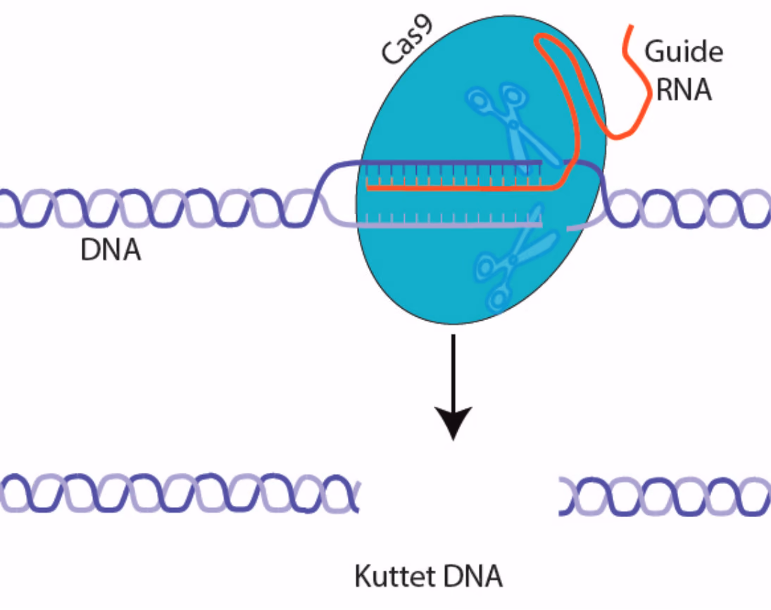 Kutting av gen ved CRISPR-metoden.