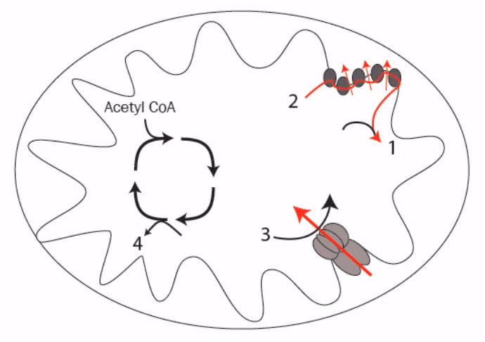 Mitokondrium med sitronsyresyklus, elektrontransportkjede og ATP-syntase, og stoffene 1–4