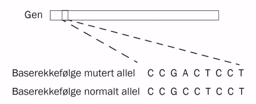 Normalt allel og mutert allel i prion-genet.