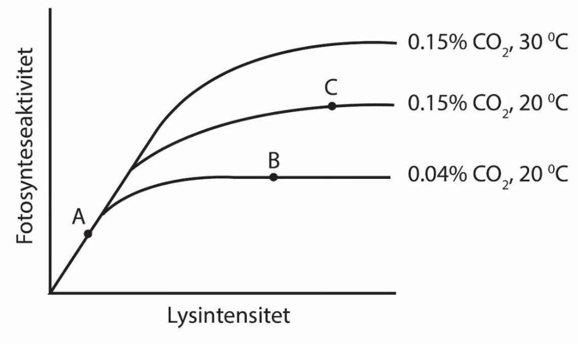 Fotosynteseaktivitet som funksjon av lysintensitet ved tre kombinasjoner av CO2-konsentrasjon og temperatur, med punktene A, B og C