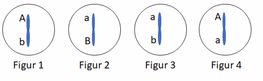 Figur 1–4 med ett kromosom hver, med allelene Ab, aB, ab og Aa