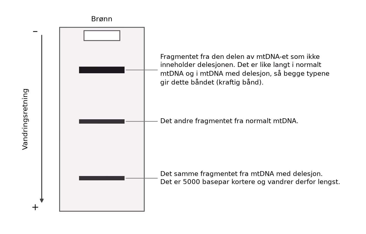 Gelelektroforese av mtDNA fra en celle som inneholder både normale mitokondrier og mitokondrier med delesjon