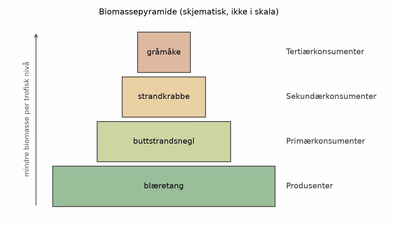 Biomassepyramide med blæretang nederst, deretter buttstrandsnegl, strandkrabbe og gråmåke øverst