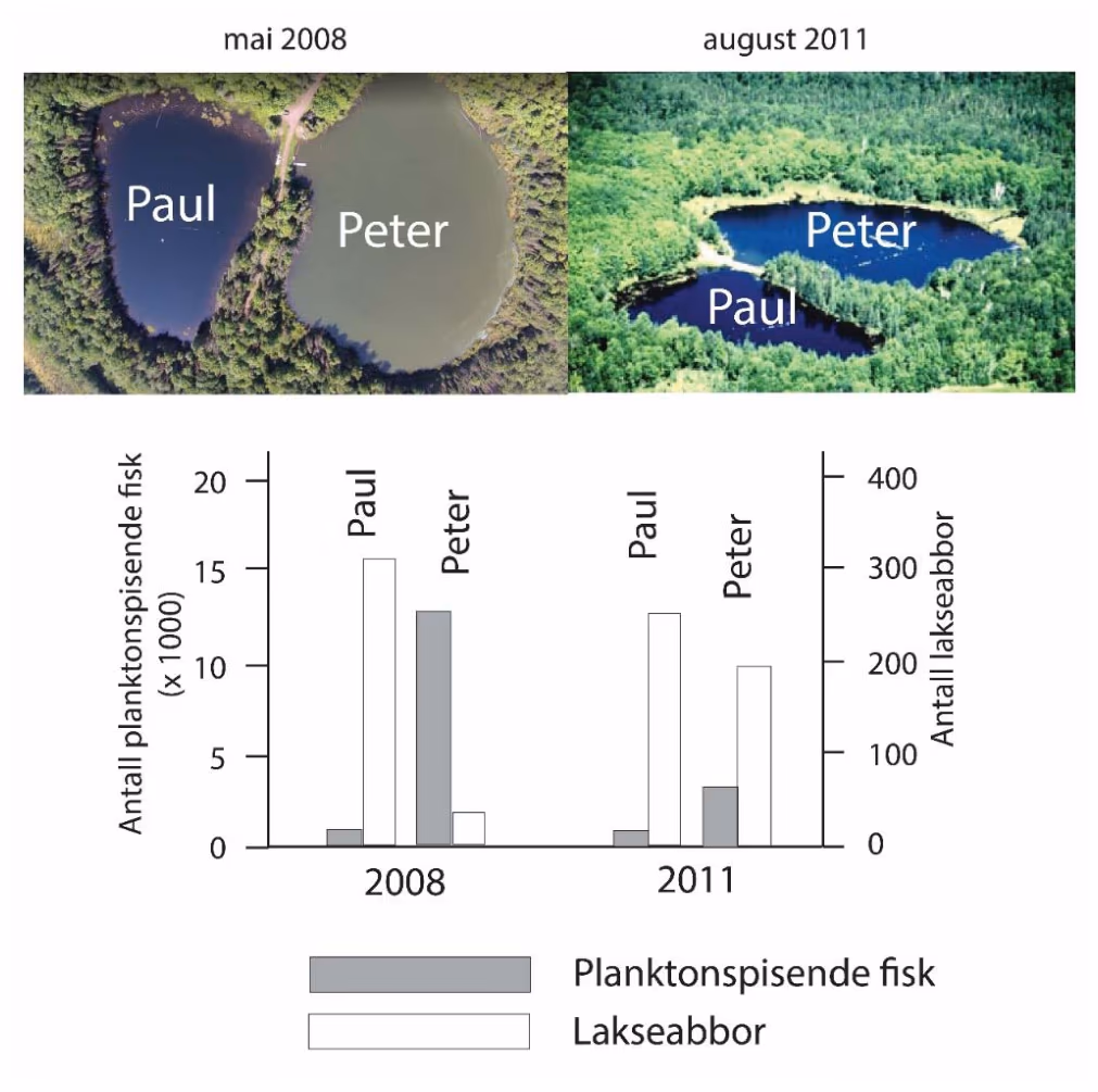 Sjøene Paul og Peter fotografert i 2008 og 2011. Stolpediagrammet viser antall planktonspisende fisk og antall lakseabbor i hver sjø i 2008 og 2011.