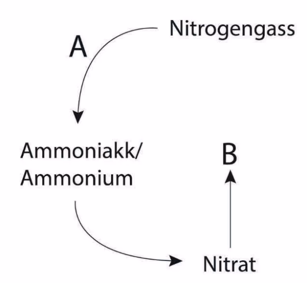 Nitrogengass går via pil A til ammoniakk/ammonium, som går videre til nitrat. Fra nitrat går en pil til B.