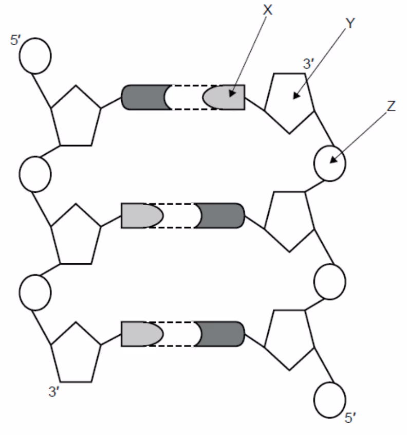 Utsnitt av et dobbelttrådet DNA-molekyl med 5'- og 3'-ender. Pilene X, Y og Z peker på tre ulike molekyler.