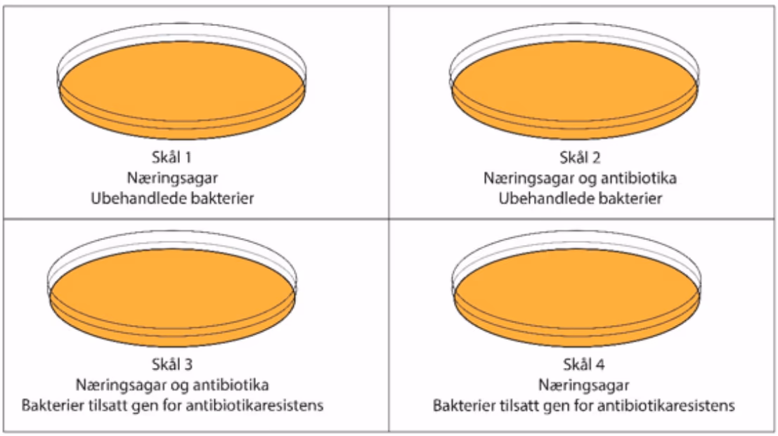 Skål 1: næringsagar, ubehandlede bakterier. Skål 2: næringsagar og antibiotika, ubehandlede bakterier. Skål 3: næringsagar og antibiotika, bakterier tilsatt gen for antibiotikaresistens. Skål 4: næringsagar, bakterier tilsatt gen for antibiotikaresistens.
