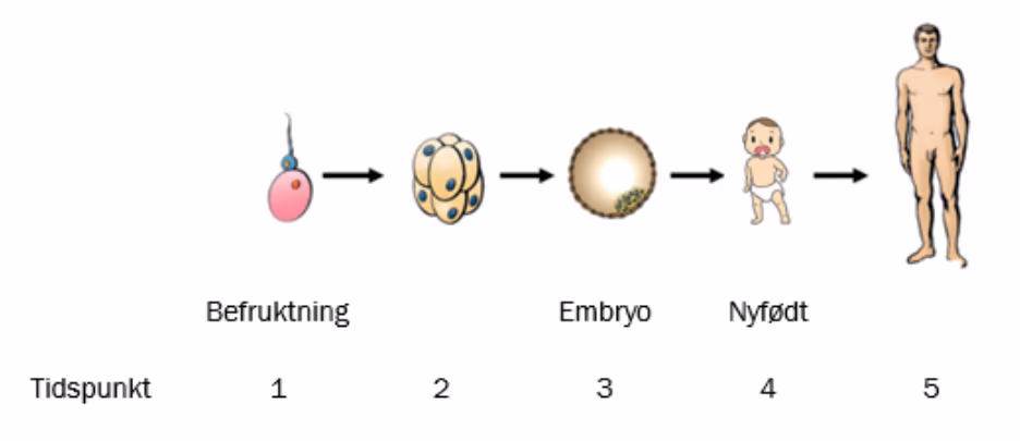 Tidspunkt 1: befruktning. Tidspunkt 2: tidlig celledeling. Tidspunkt 3: embryo. Tidspunkt 4: nyfødt. Tidspunkt 5: voksen.