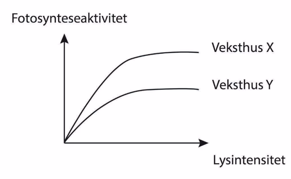 Fotosynteseaktivitet som funksjon av lysintensitet i veksthus X og veksthus Y. Kurven for veksthus X flater ut høyere enn kurven for veksthus Y.
